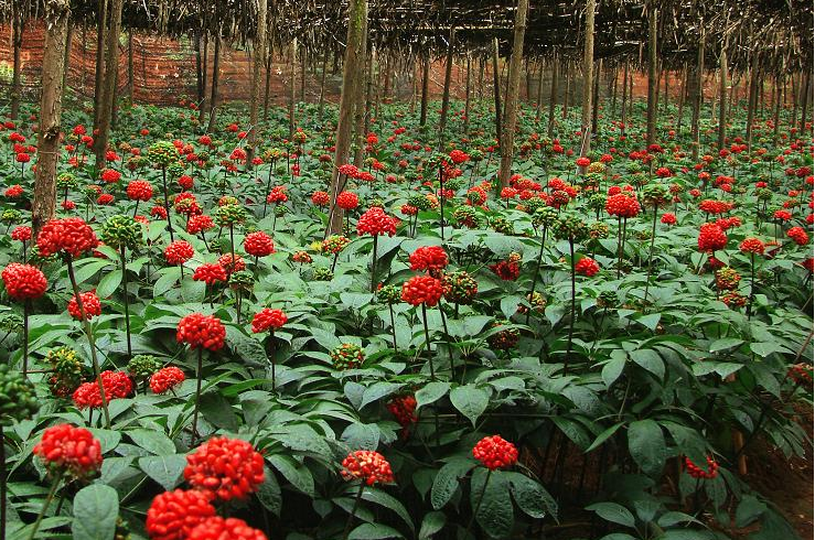 探访文山三七种植基地