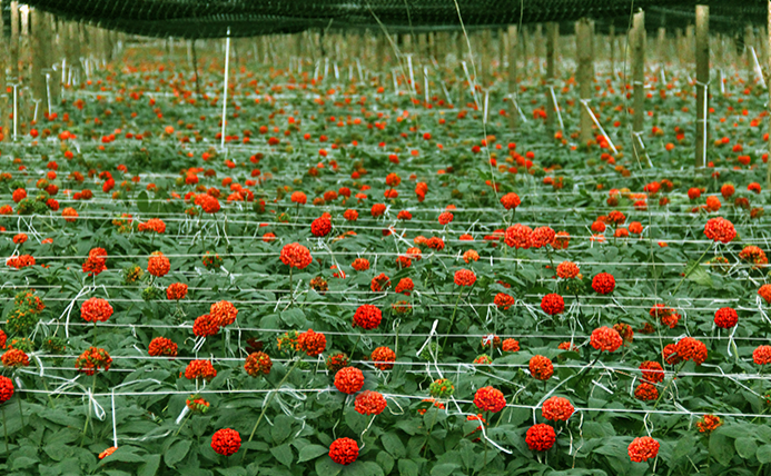 云南文山三七基地