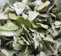 淫羊藿的蒴果种子，你见过吗？